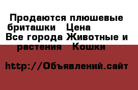 Продаются плюшевые бриташки › Цена ­ 2 500 - Все города Животные и растения » Кошки   